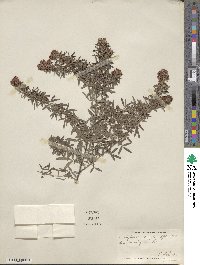 Lespedeza virginica image