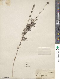 Lespedeza virginica image