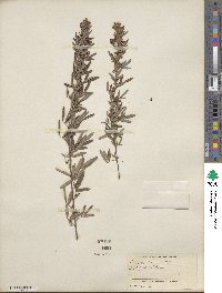 Lespedeza virginica image