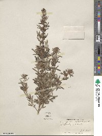 Lespedeza virginica image