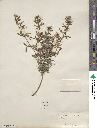 Lespedeza virginica image