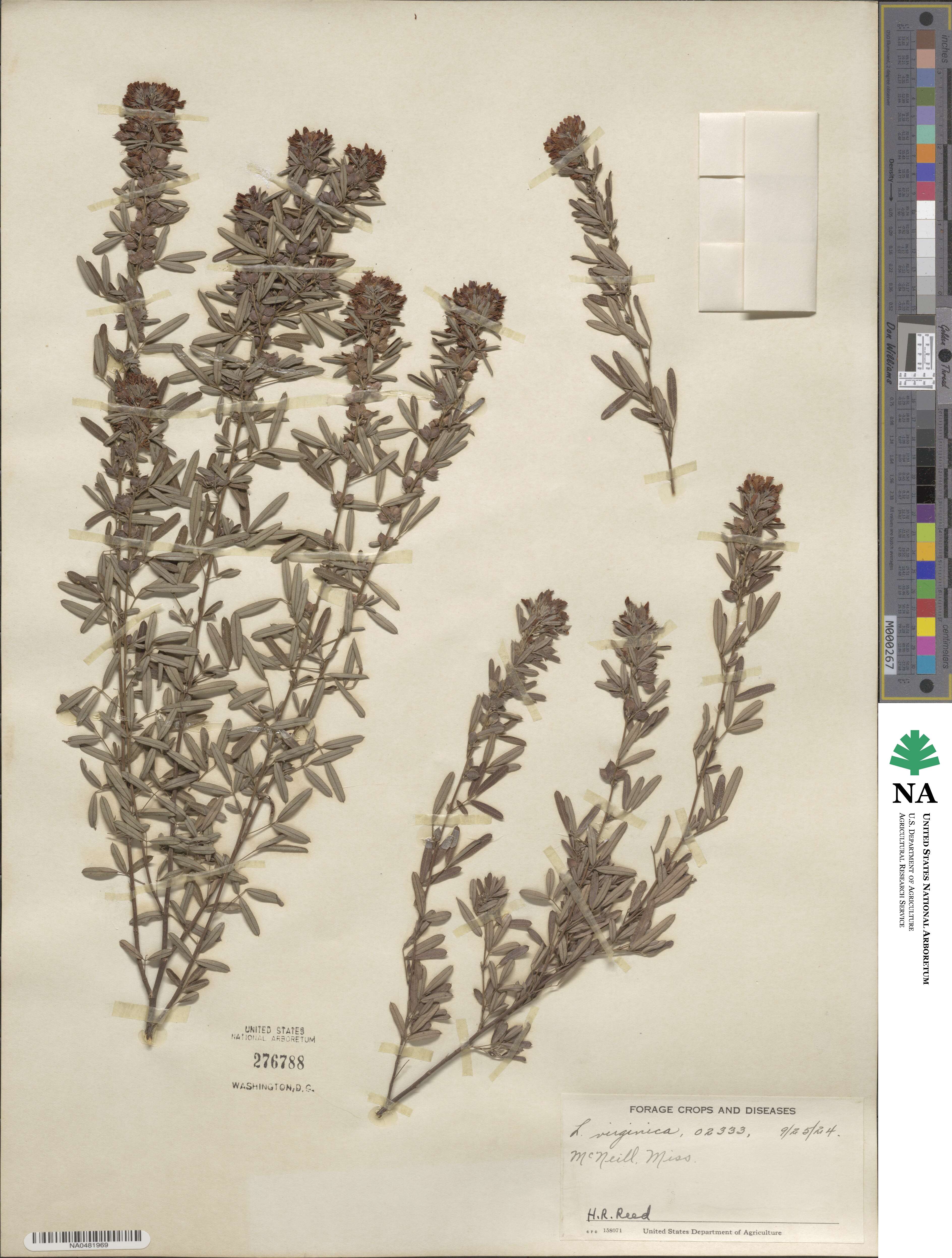 Lespedeza virginica image