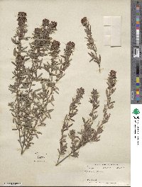 Lespedeza virginica image