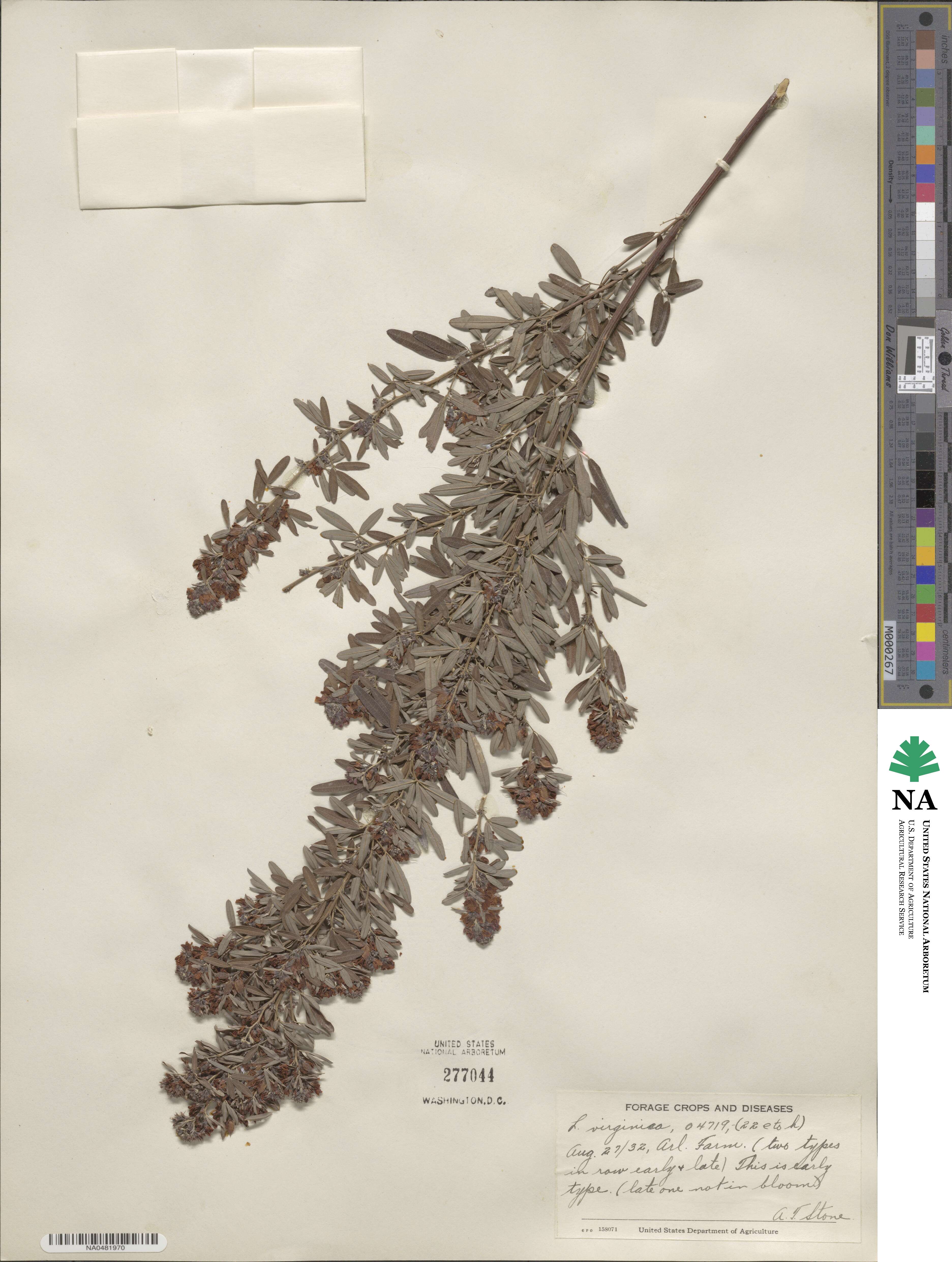 Lespedeza virginica image