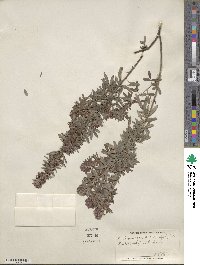 Lespedeza virginica image