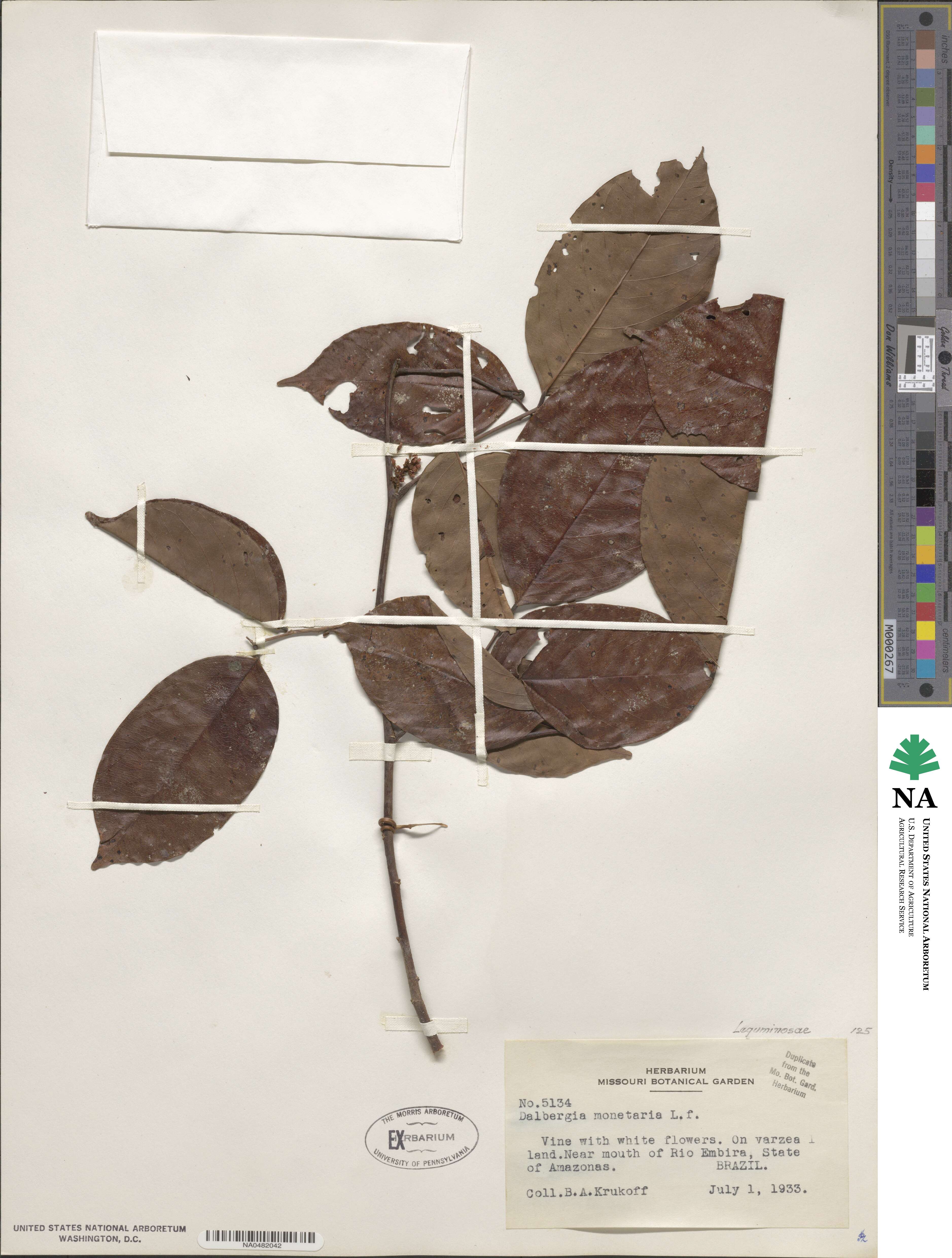 Dalbergia ovalis image