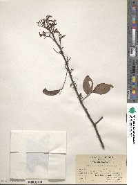 Image of Dalbergia benthamii
