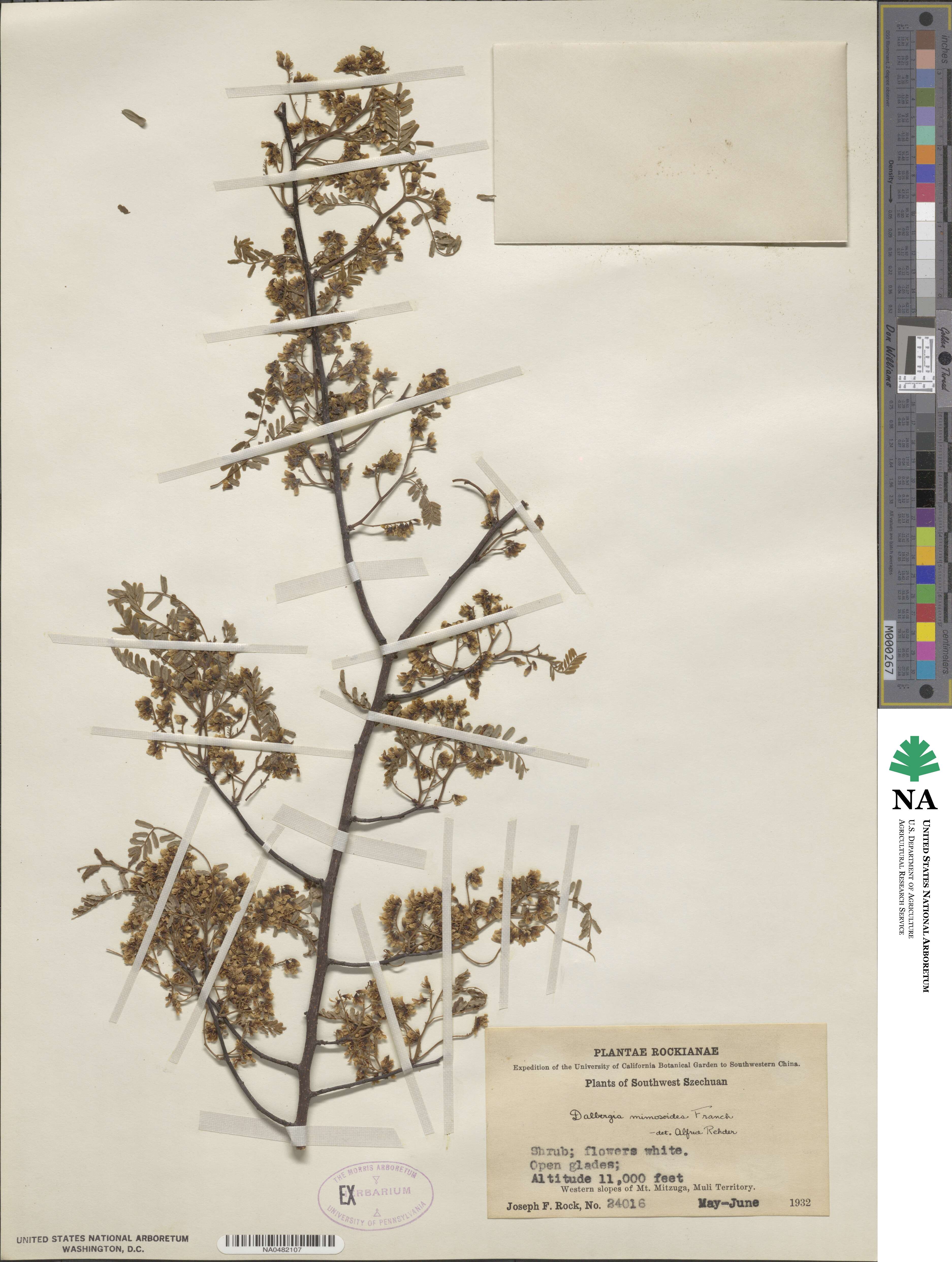 Dalbergia millettii var. mimosoides image