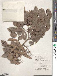 Image of Dalbergia boehmii