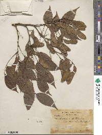 Machaerium latifolium image