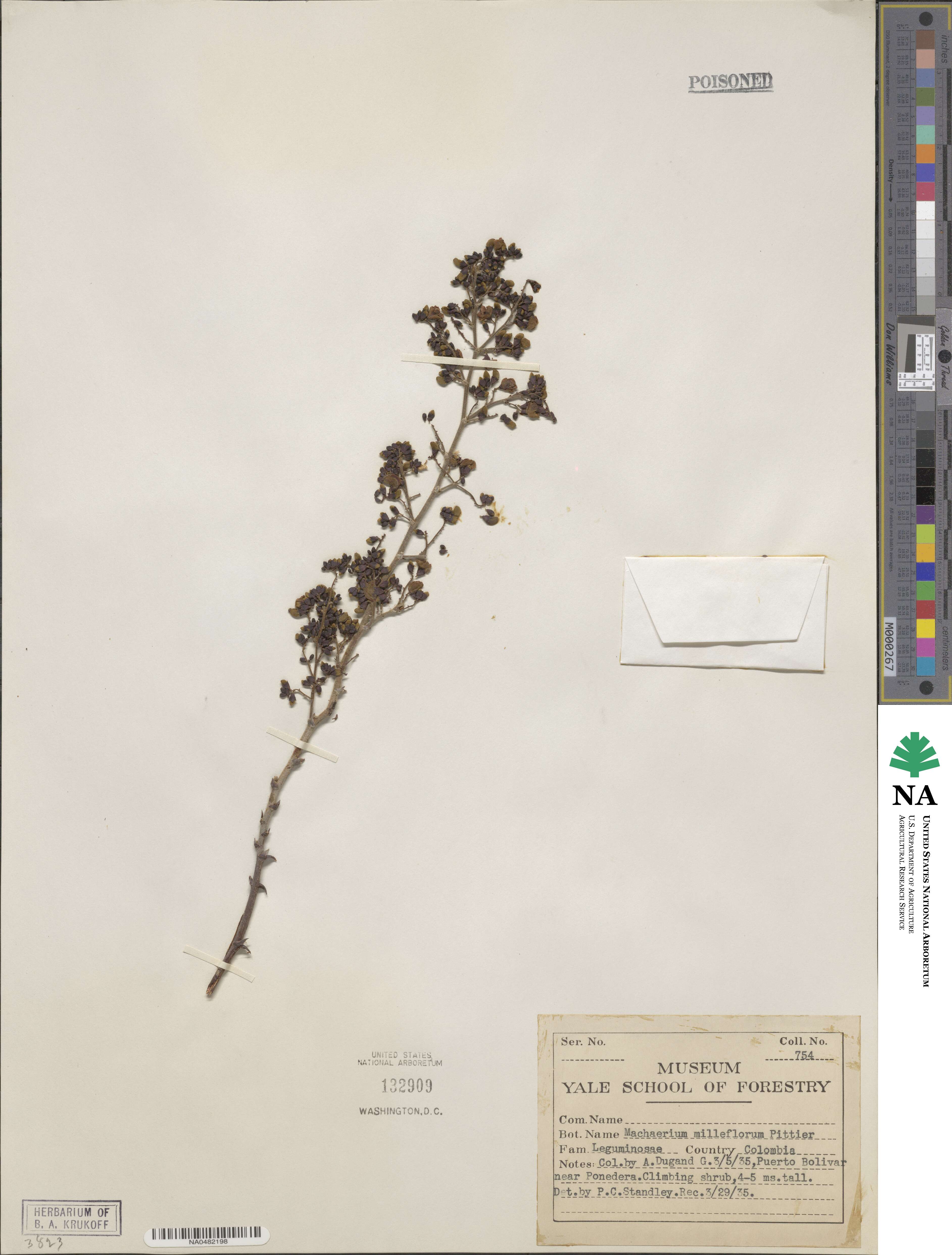Machaerium milleflorum image