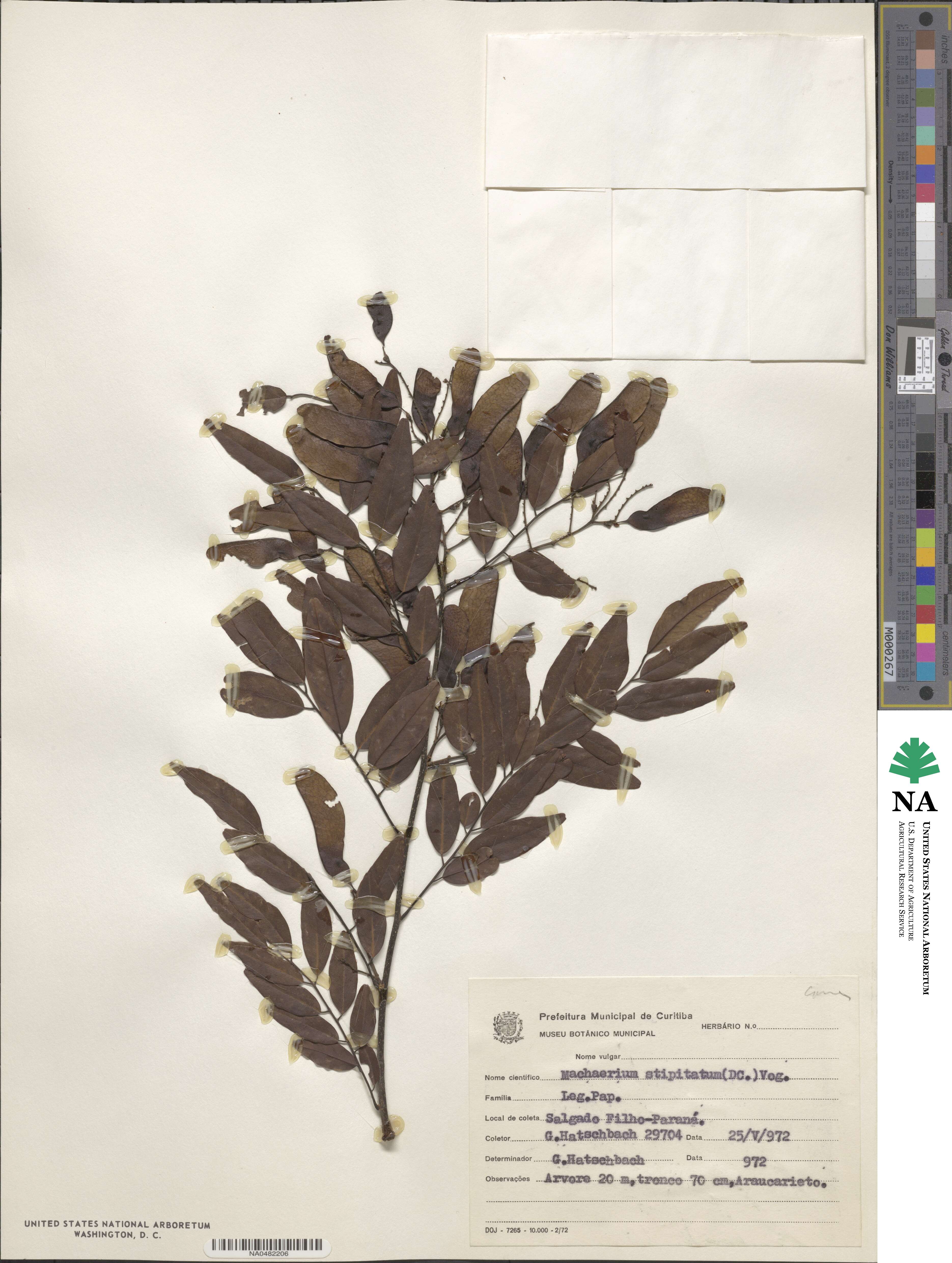 Machaerium stipitatum image
