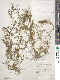 Vicia hirsuta image