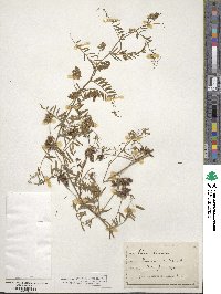 Vicia hirsuta image