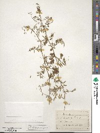 Vicia hirsuta image