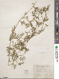 Vicia hirsuta image