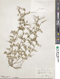 Vicia ludoviciana var. leavenworthii image