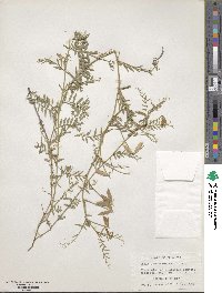 Vicia ludoviciana var. leavenworthii image