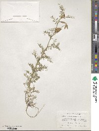 Vicia ludoviciana var. leavenworthii image