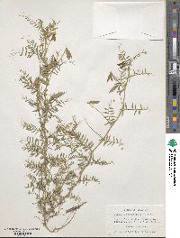 Vicia ludoviciana var. leavenworthii image