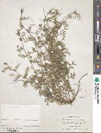 Vicia ludoviciana var. leavenworthii image