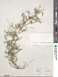 Vicia ludoviciana var. leavenworthii image