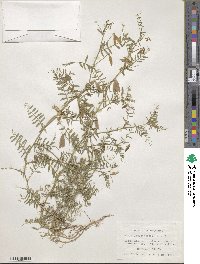 Vicia ludoviciana var. leavenworthii image