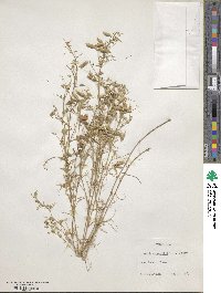 Vicia ludoviciana var. leavenworthii image