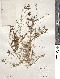 Vicia ludoviciana var. leavenworthii image