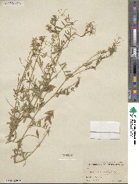 Vicia ludoviciana var. leavenworthii image