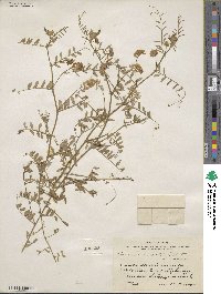 Vicia ludoviciana var. leavenworthii image