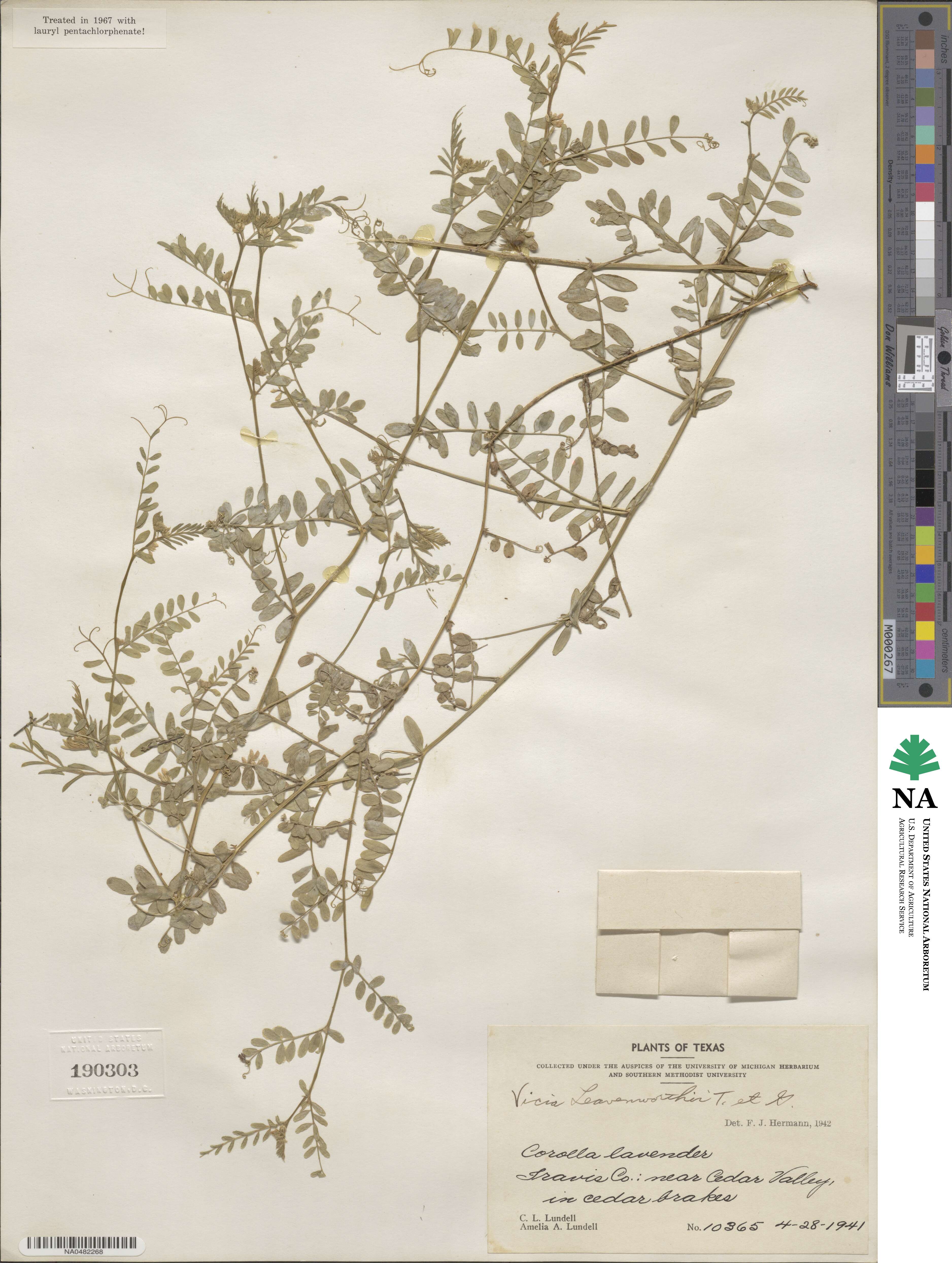 Vicia ludoviciana var. leavenworthii image