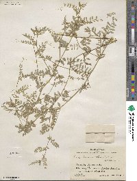 Vicia ludoviciana var. leavenworthii image