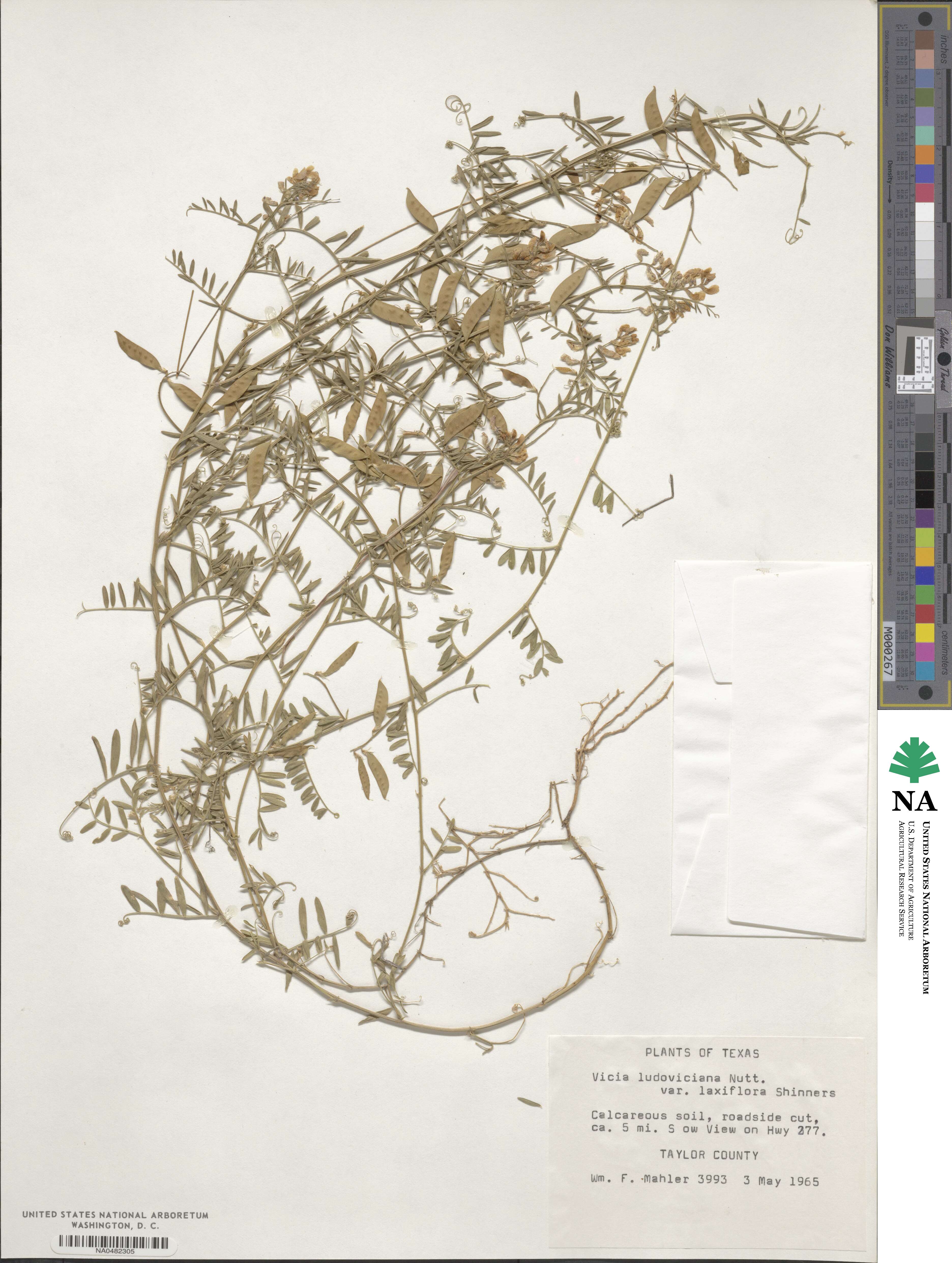 Vicia ludoviciana var. laxiflora image