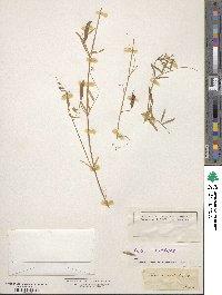 Vicia micrantha image