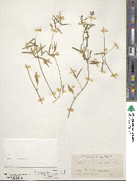 Vicia micrantha image