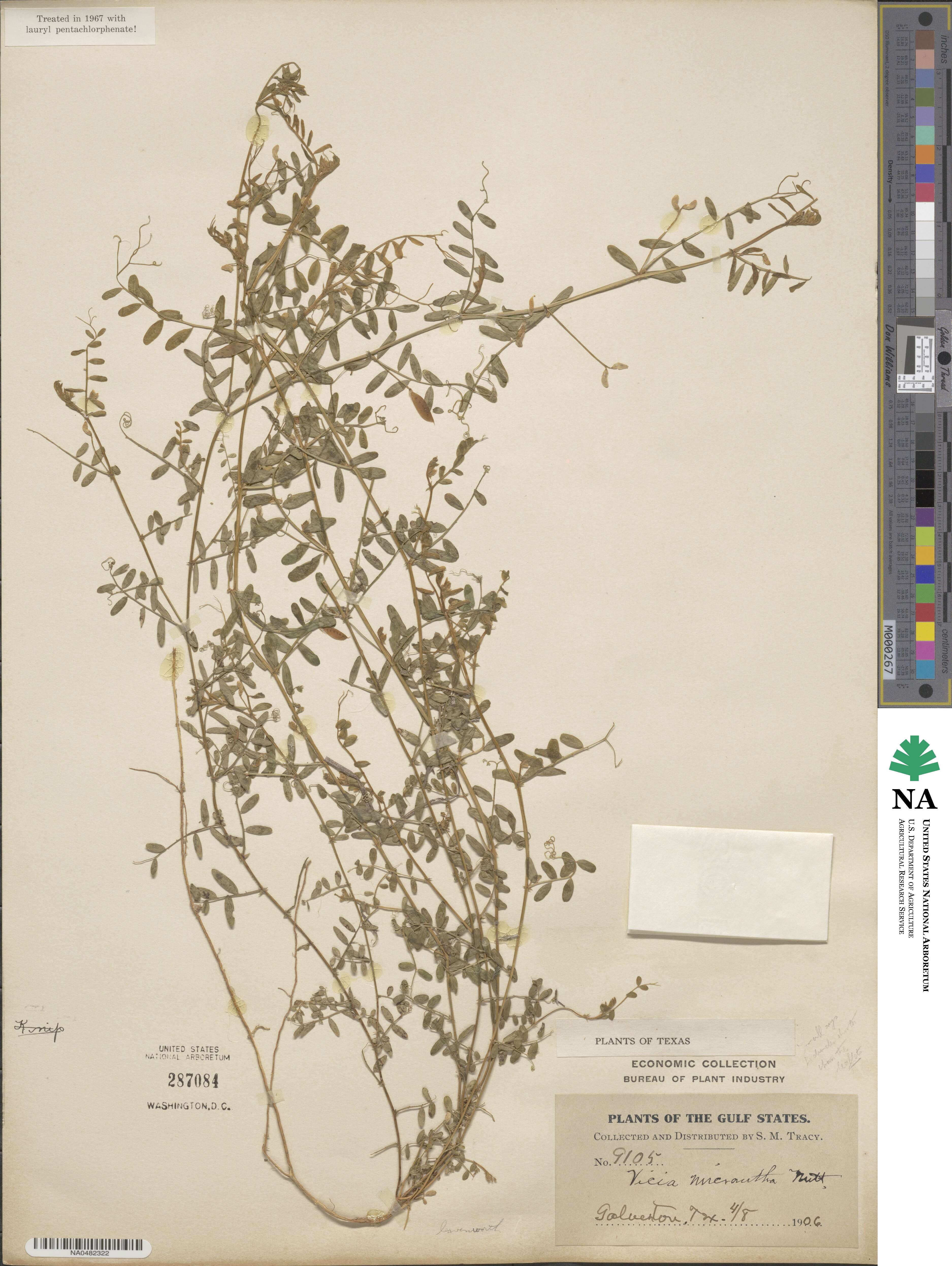 Vicia micrantha image