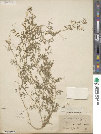 Vicia micrantha image