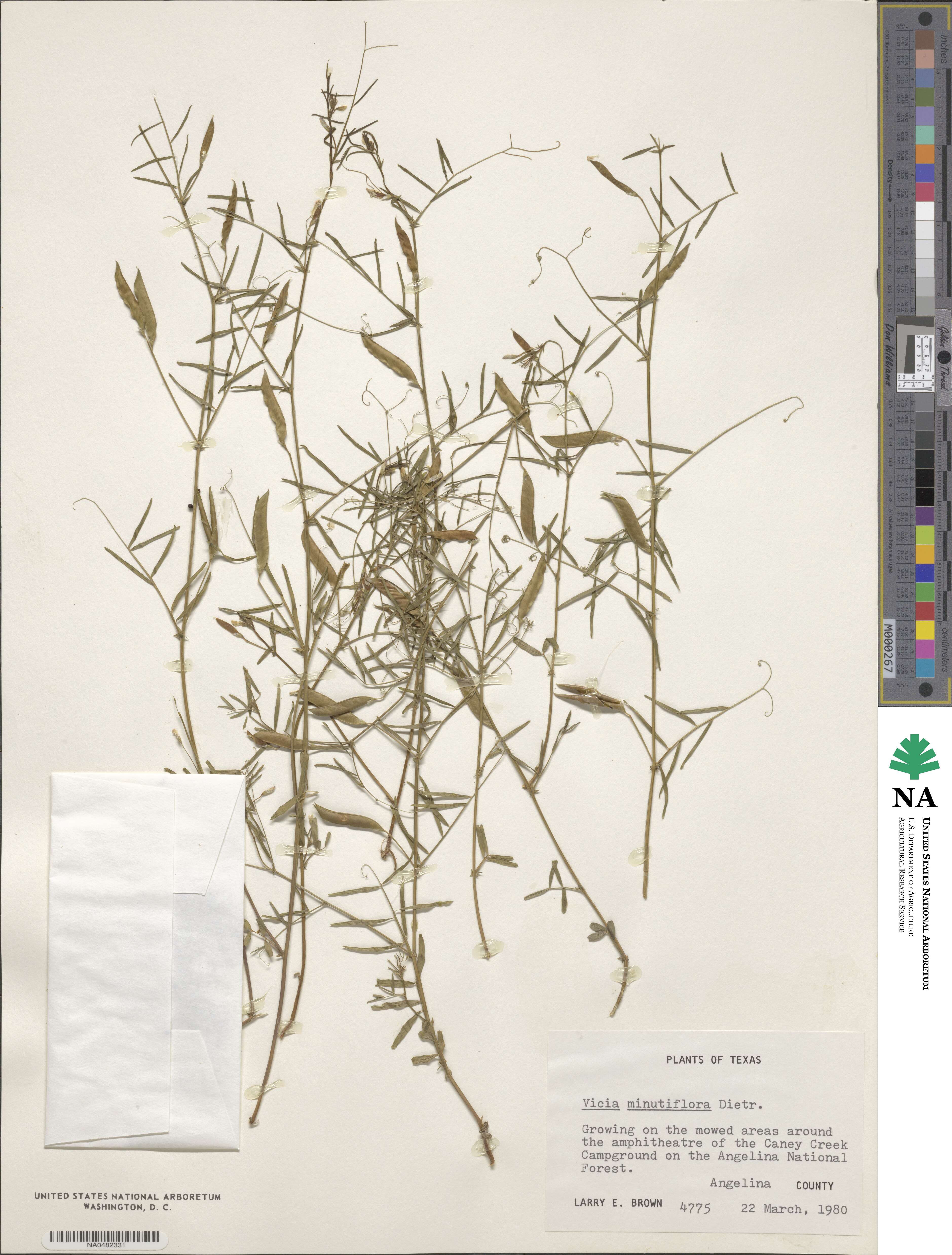 Vicia minutiflora image