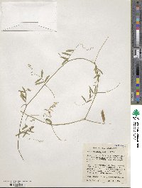 Vicia ocalensis image