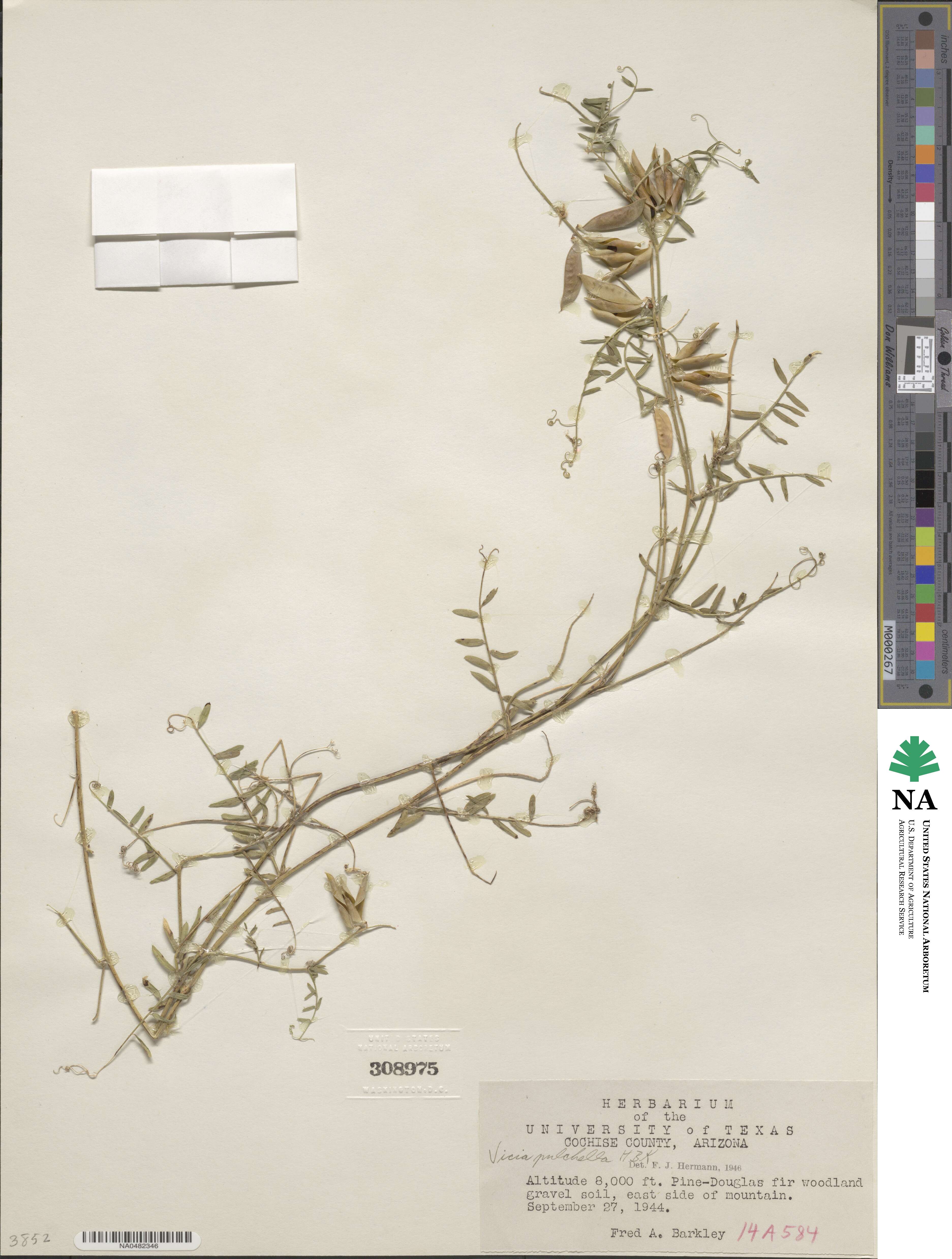 Vicia pulchella image