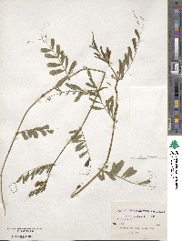 Vicia sativa image