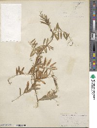 Vicia sativa image