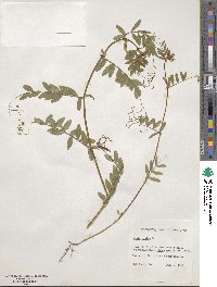 Vicia sativa image