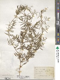 Vicia sativa image