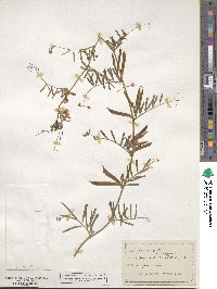 Vicia sativa image