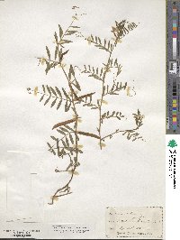 Vicia sativa image