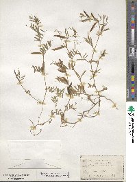 Vicia sativa image