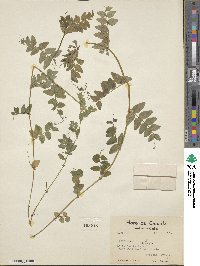 Vicia sepium image