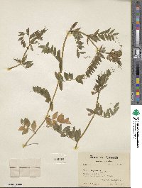 Vicia sepium image